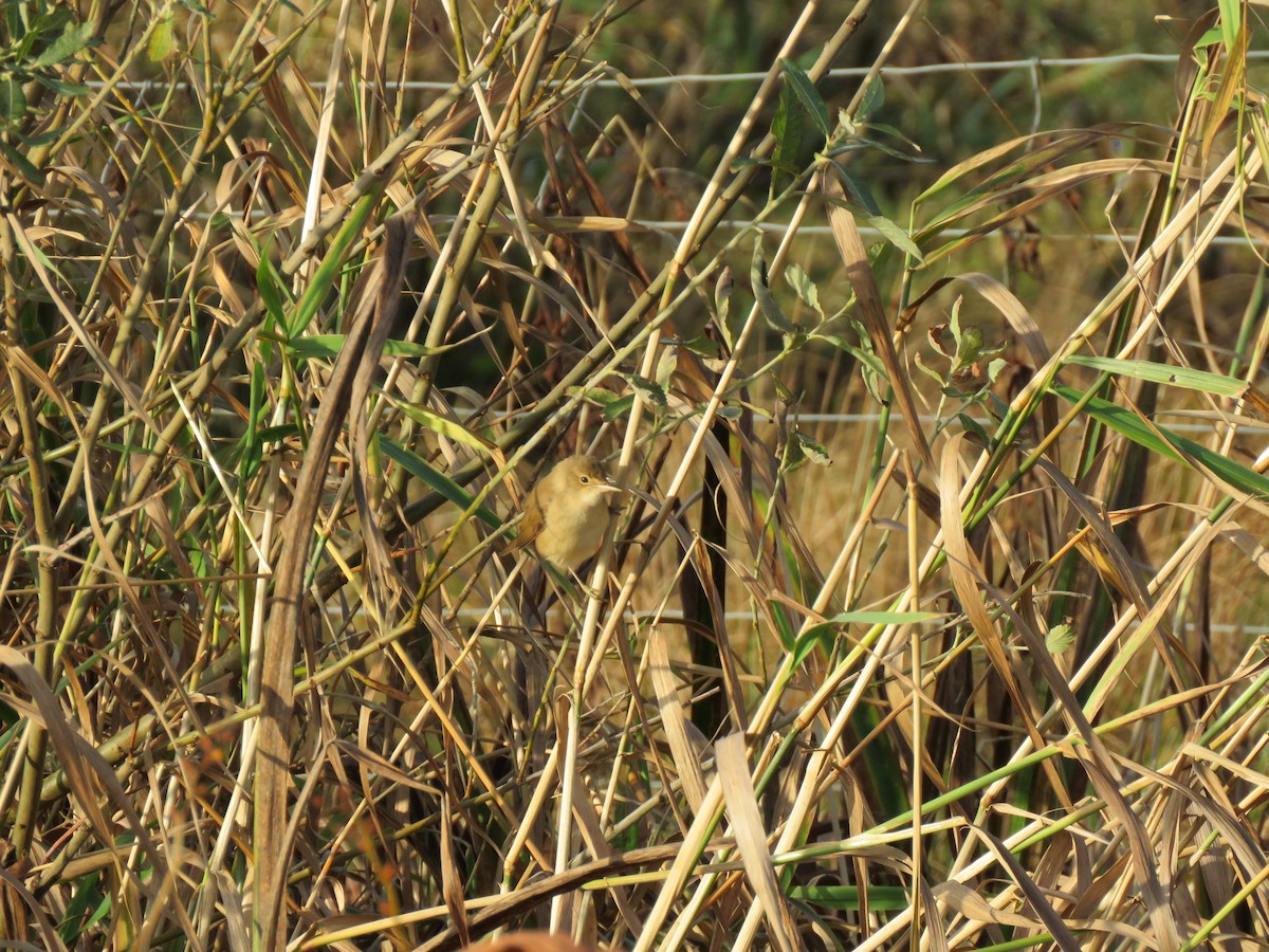Teichrohrsänger - ML643714478