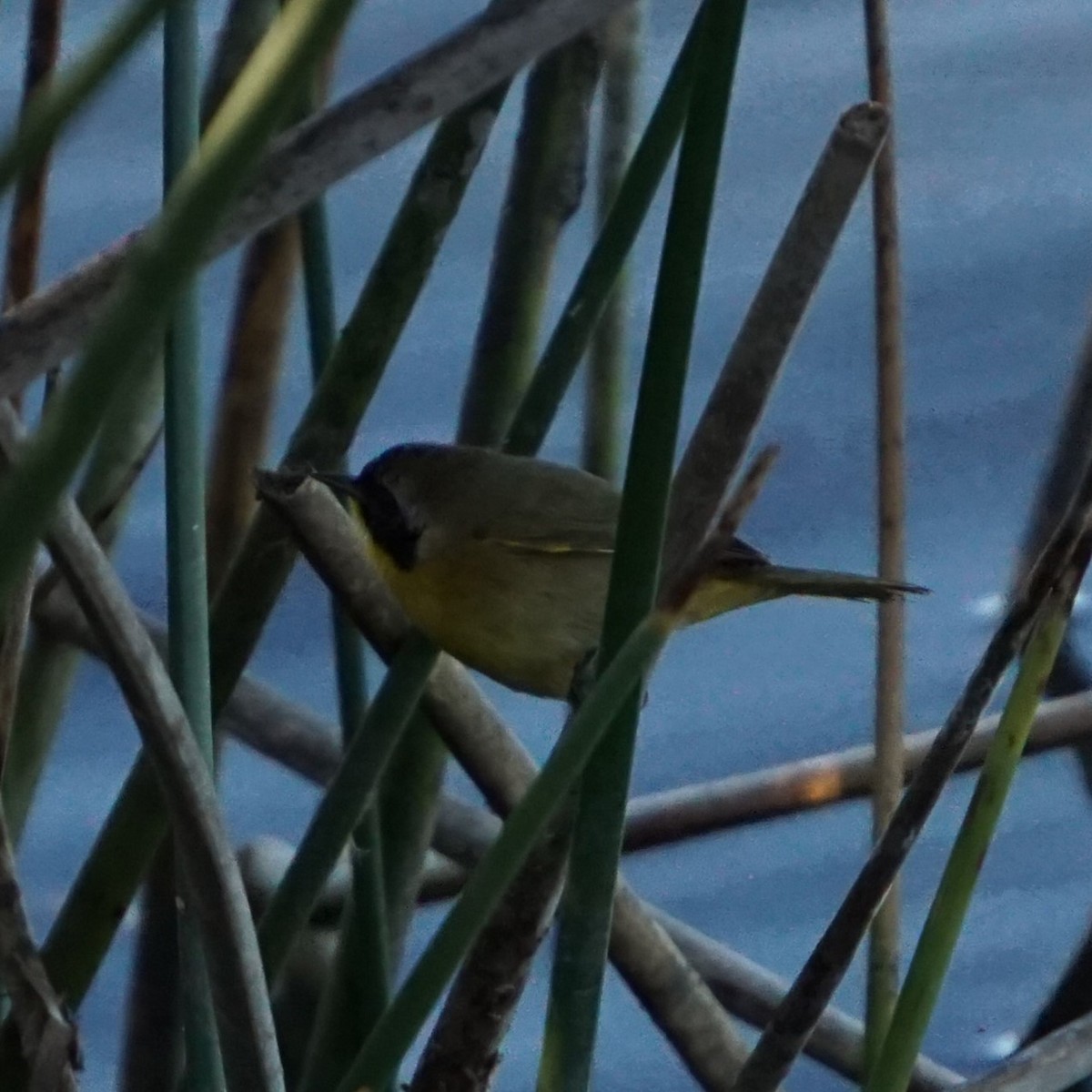 Common Yellowthroat - ML643714486