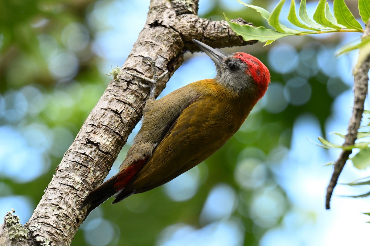 Olive Woodpecker - ML643714493