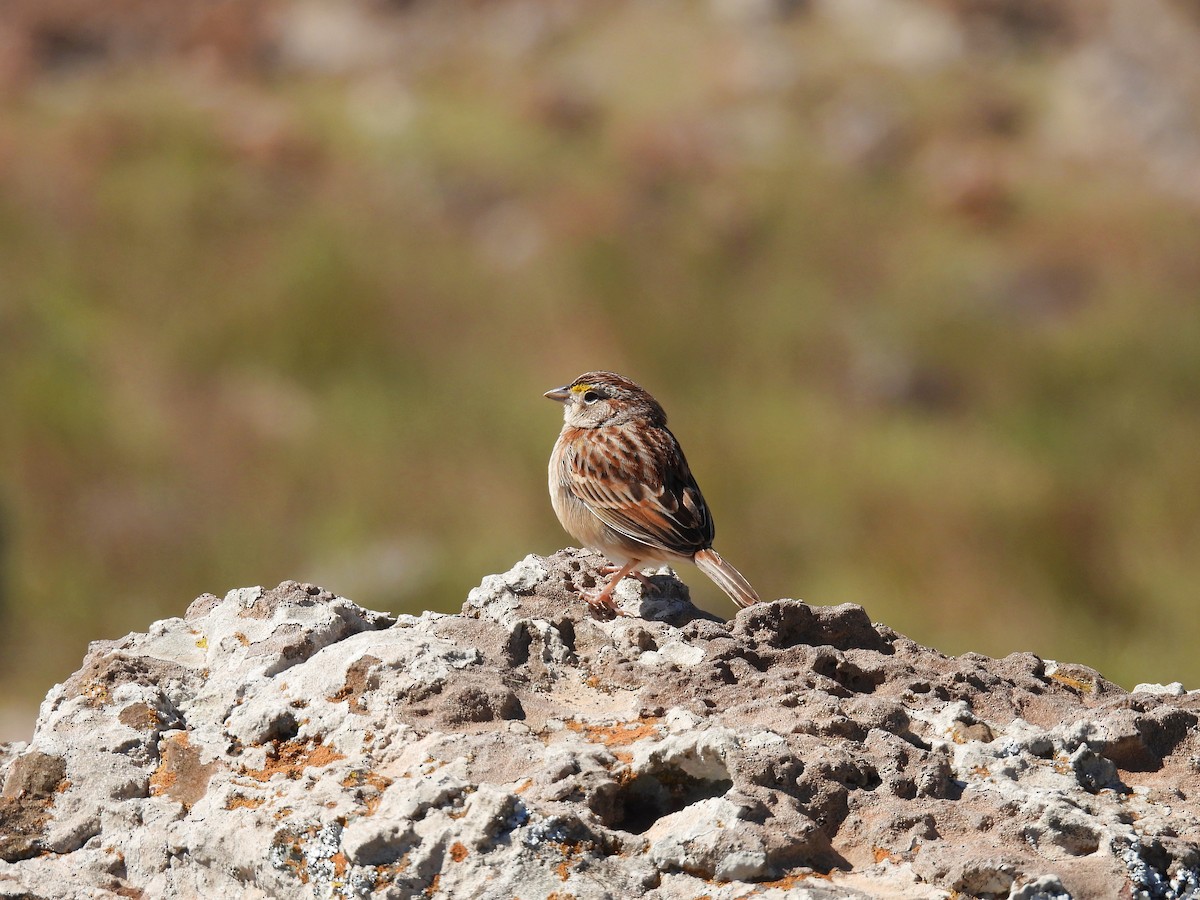 Grassland Sparrow - ML643714504