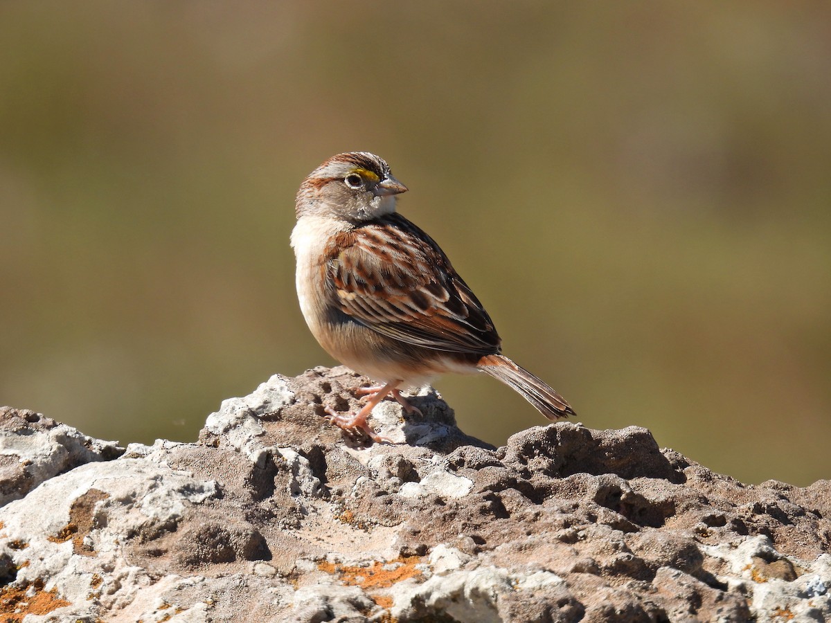Grassland Sparrow - ML643714507