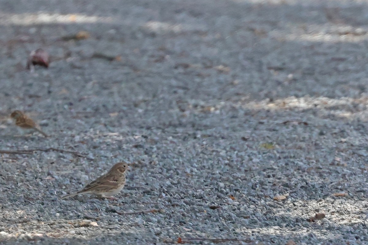 Vesper Sparrow - ML643714509