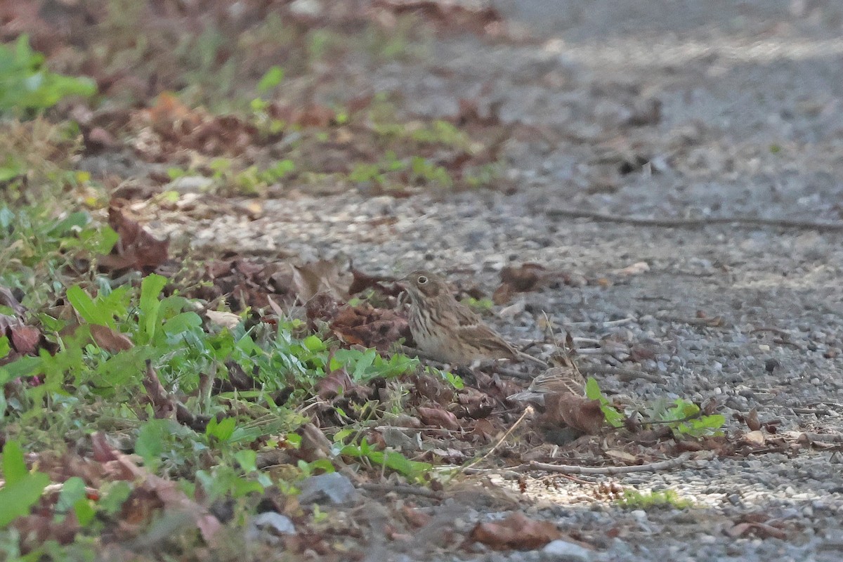 Vesper Sparrow - ML643714511