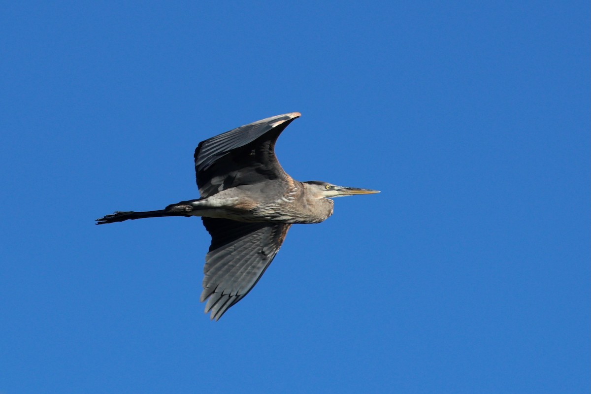 Great Blue Heron (Great Blue) - ML643714528