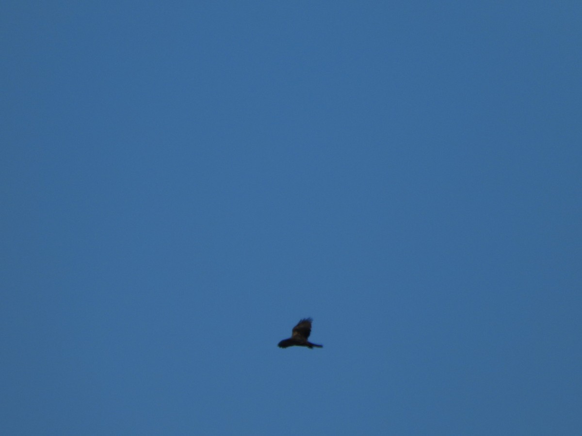 Booted Eagle - ML643714530