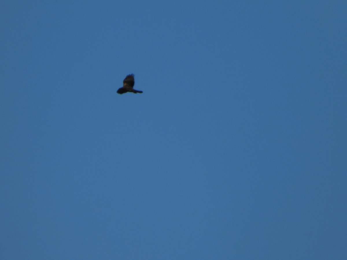 Booted Eagle - ML643714531