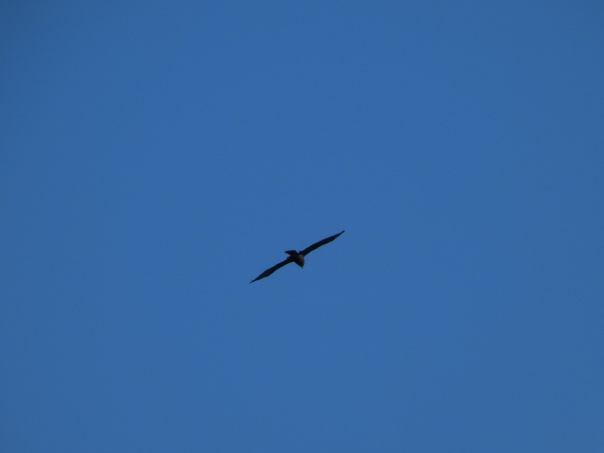 Booted Eagle - ML643714532