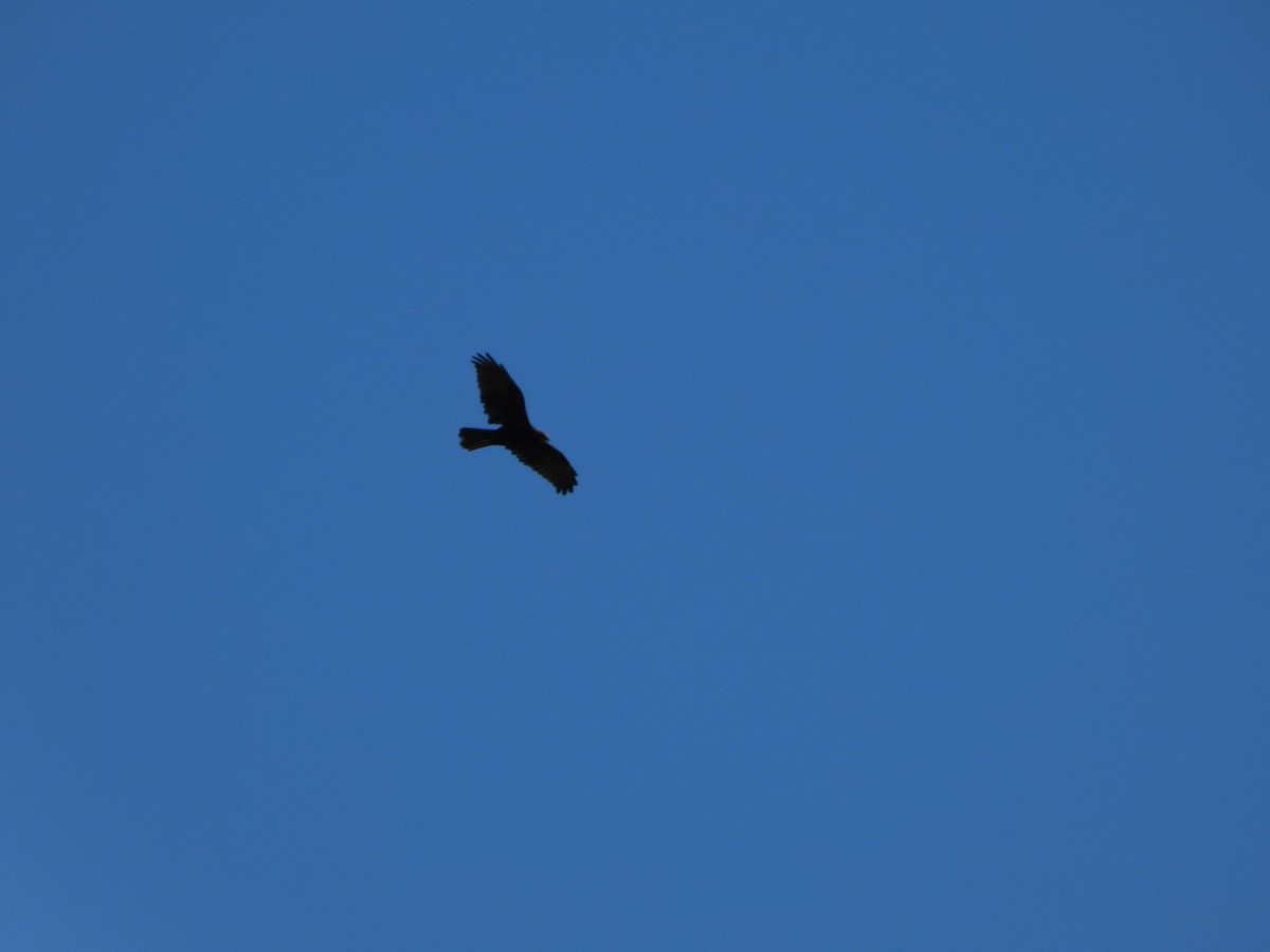 Booted Eagle - ML643714533