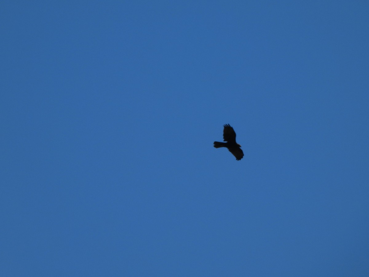 Booted Eagle - ML643714534