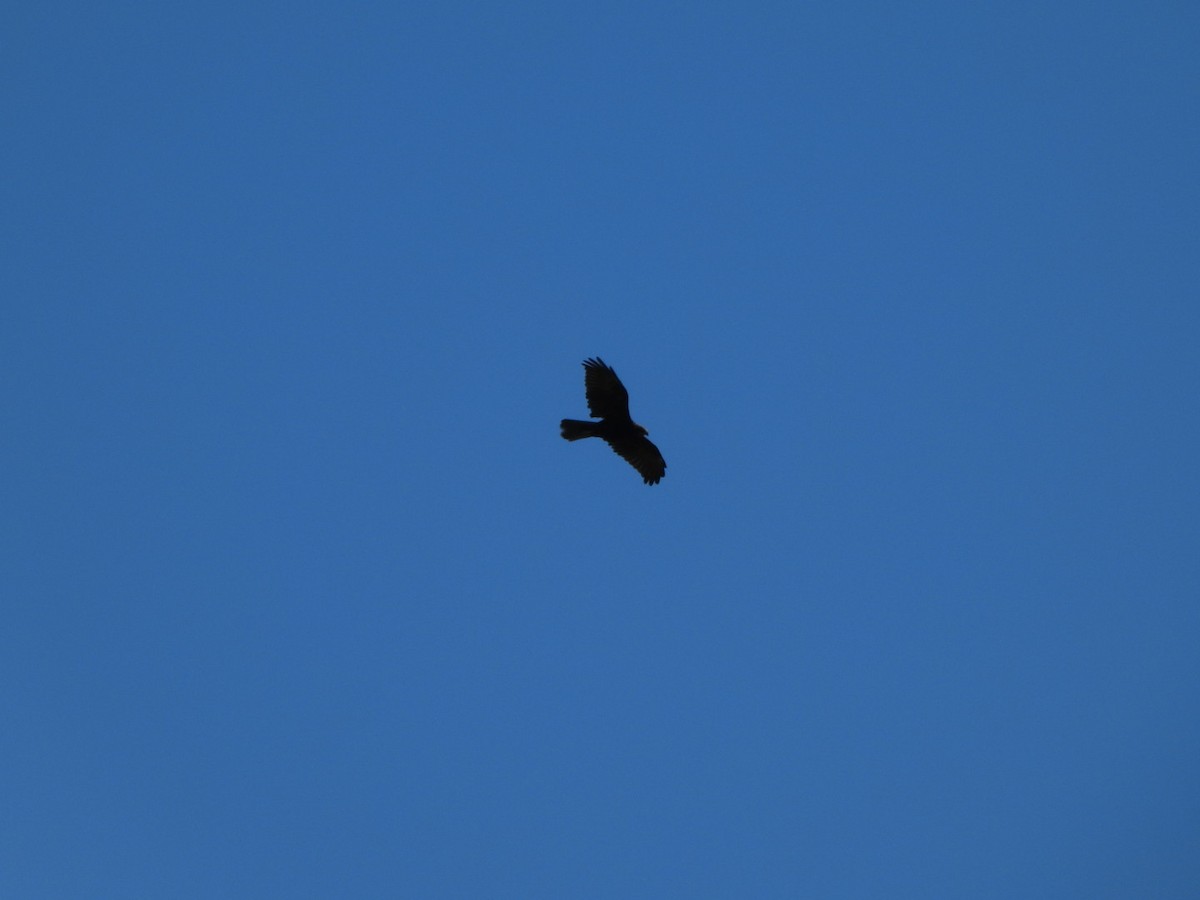 Booted Eagle - ML643714535