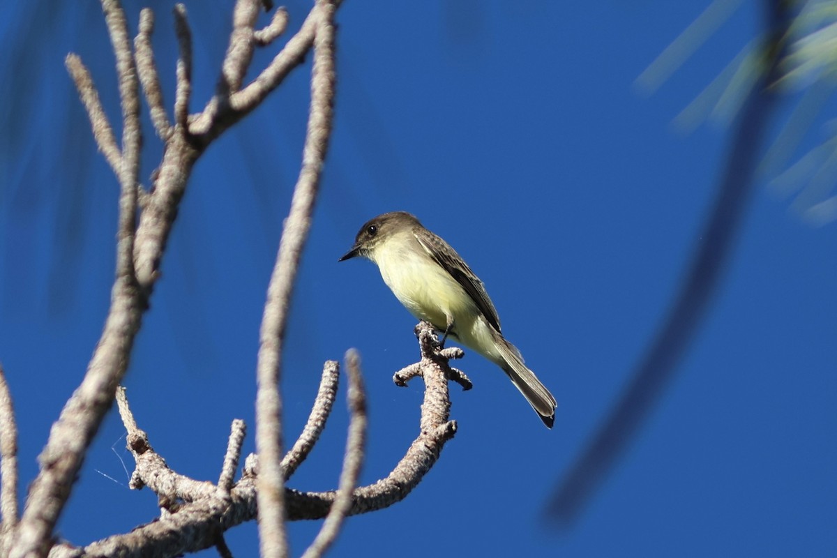 Eastern Phoebe - ML643714561