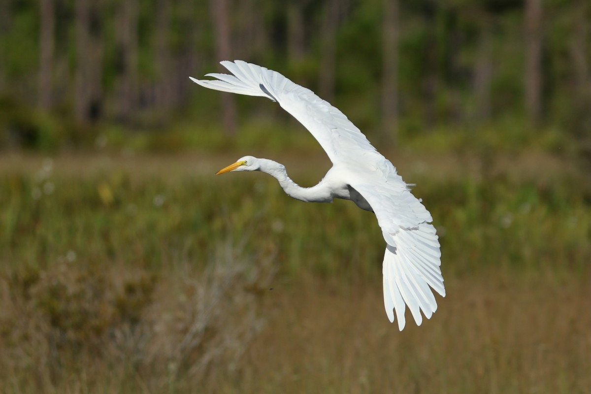 Great Egret - ML643714570