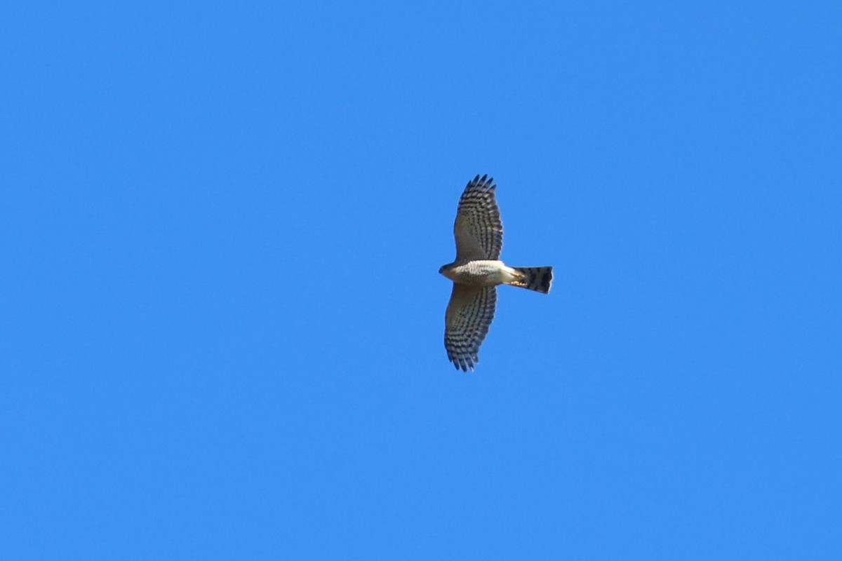 Sharp-shinned Hawk - ML643714586