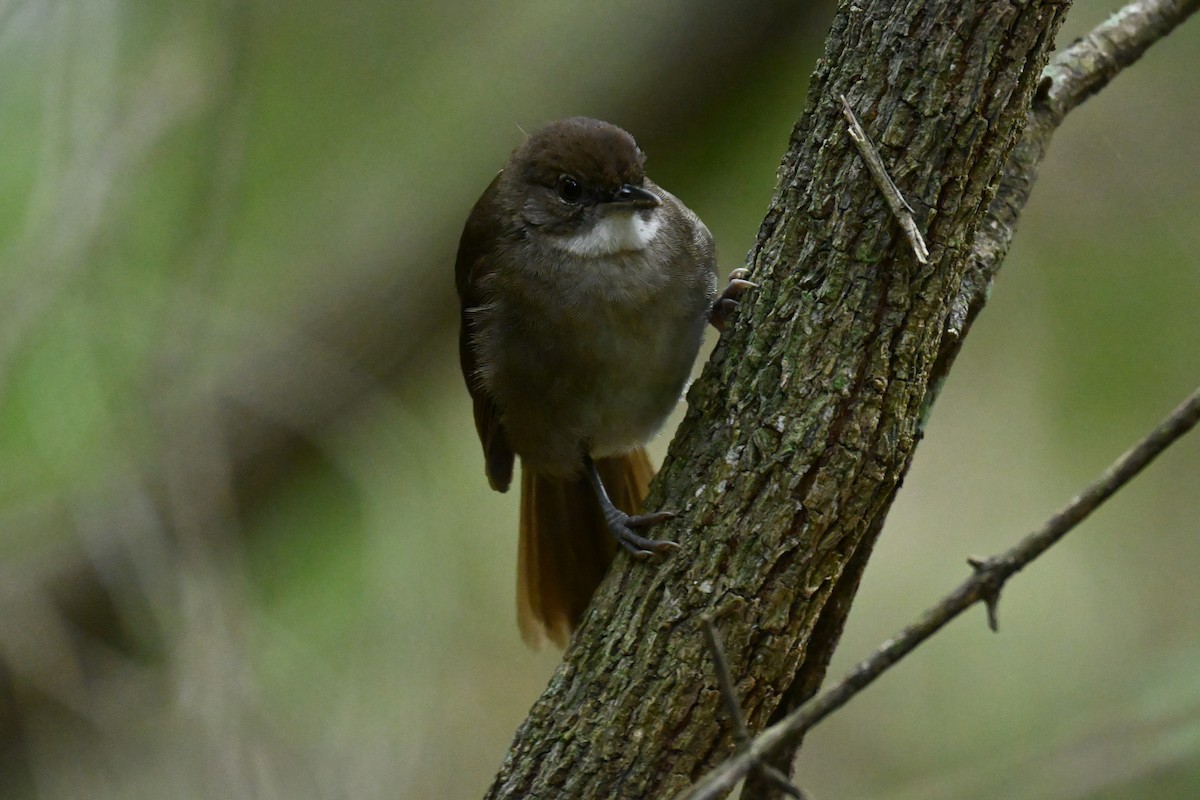 Terrestrial Brownbul - ML643714606