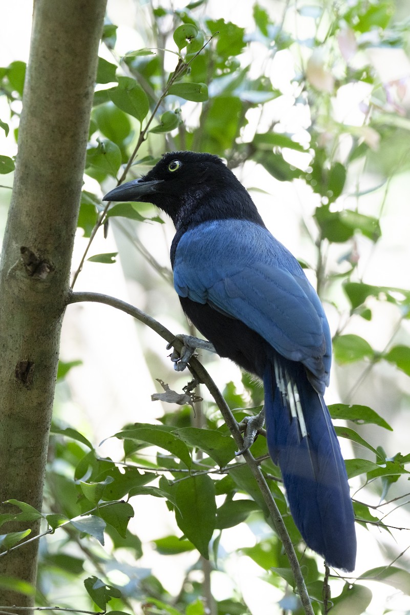 San Blas Jay - ML643714607