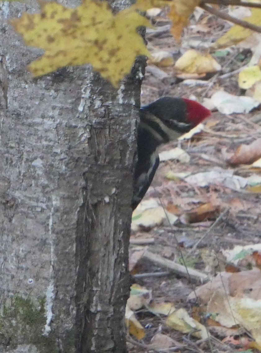Pileated Woodpecker - ML643714617
