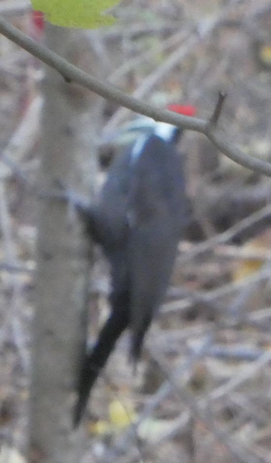 Pileated Woodpecker - ML643714618