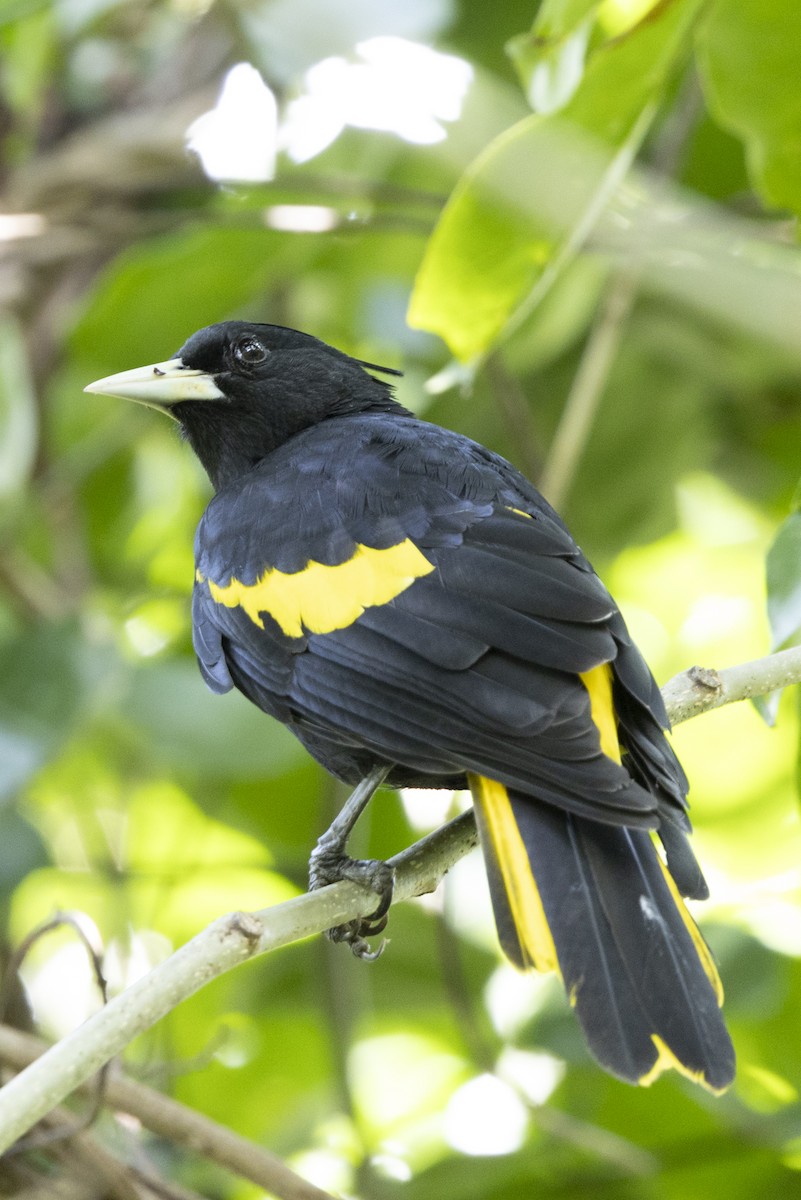 Yellow-winged Cacique - ML643714620