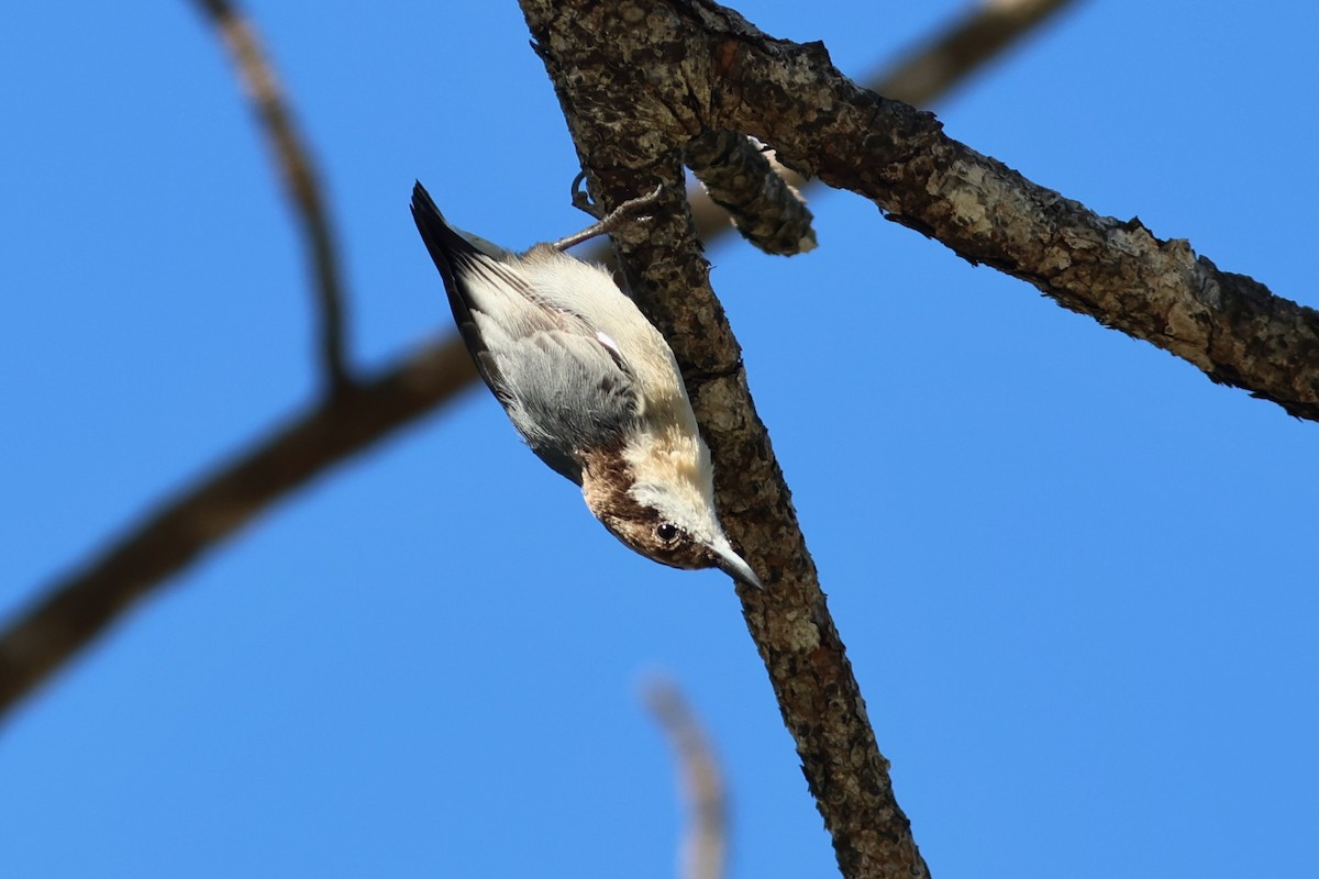 Brown-headed Nuthatch - ML643714621