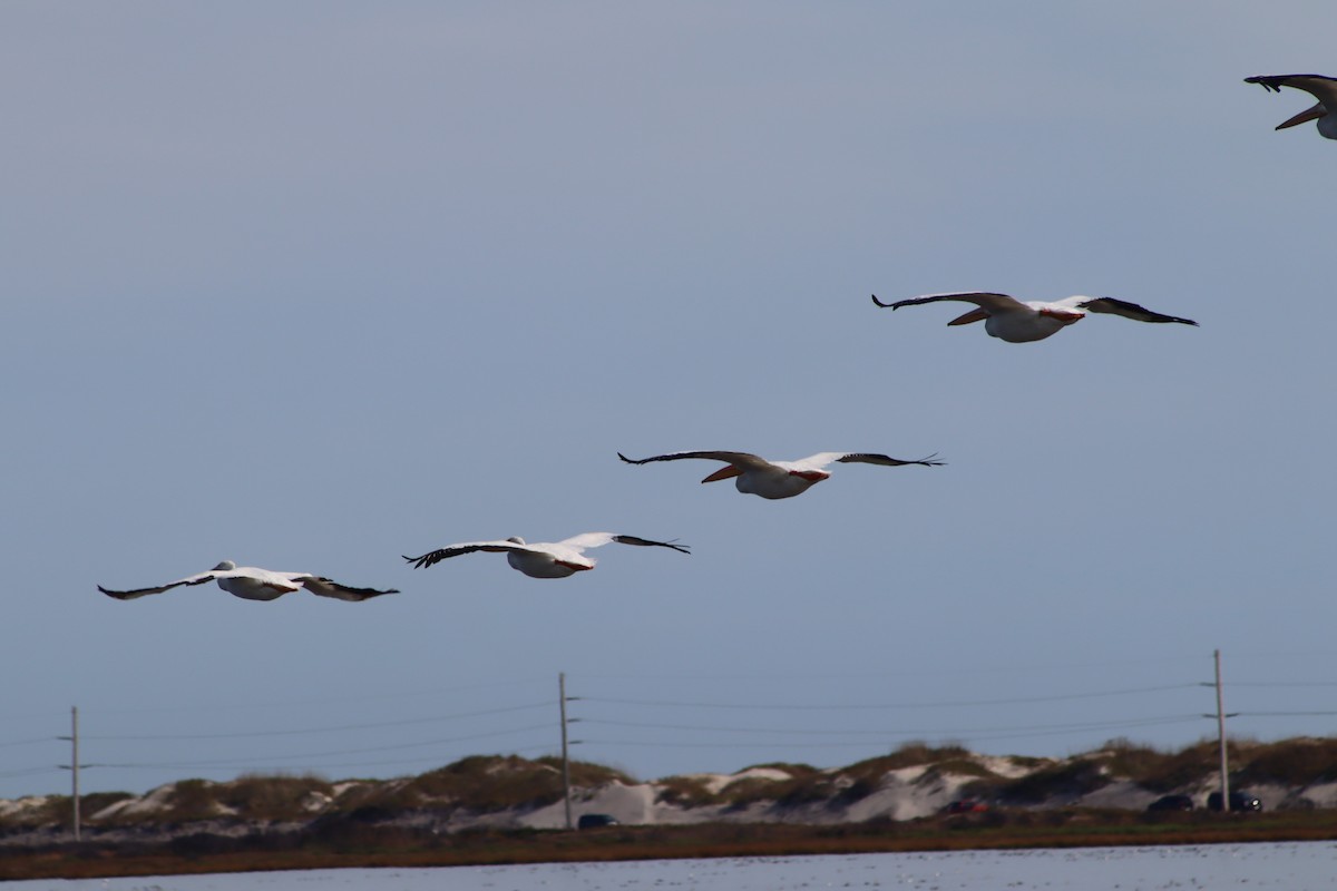 American White Pelican - ML643714622
