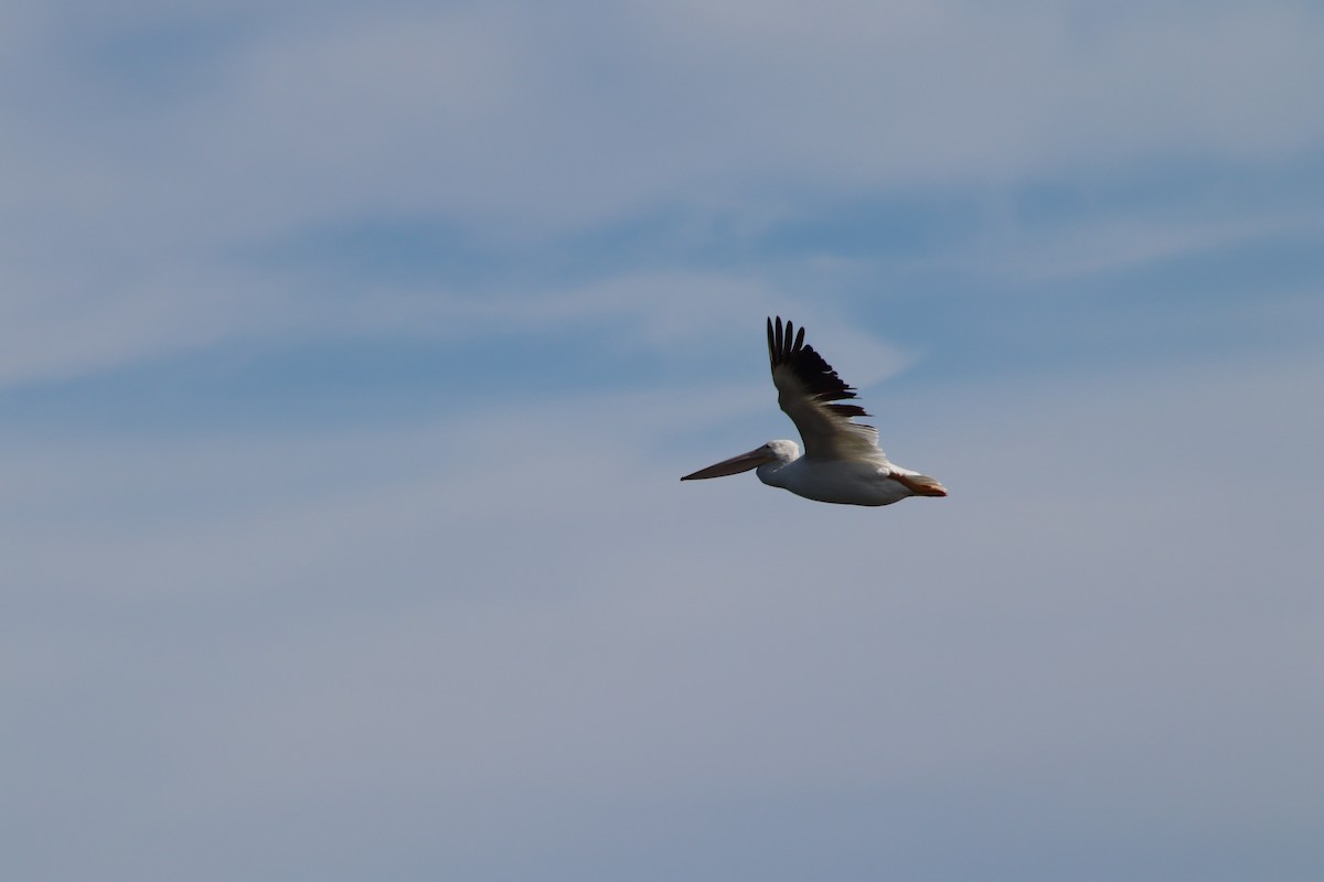 American White Pelican - ML643714623