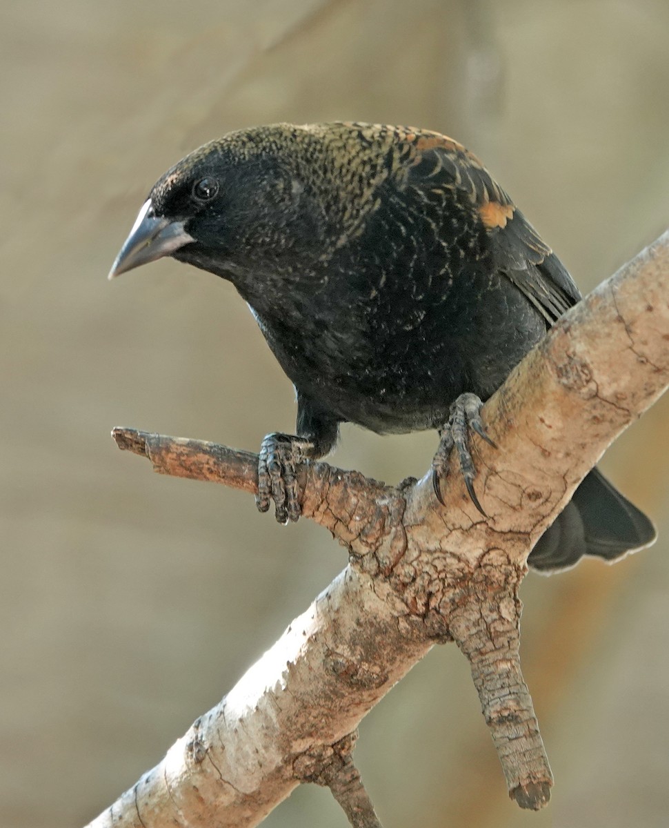 Red-winged Blackbird - ML643714624
