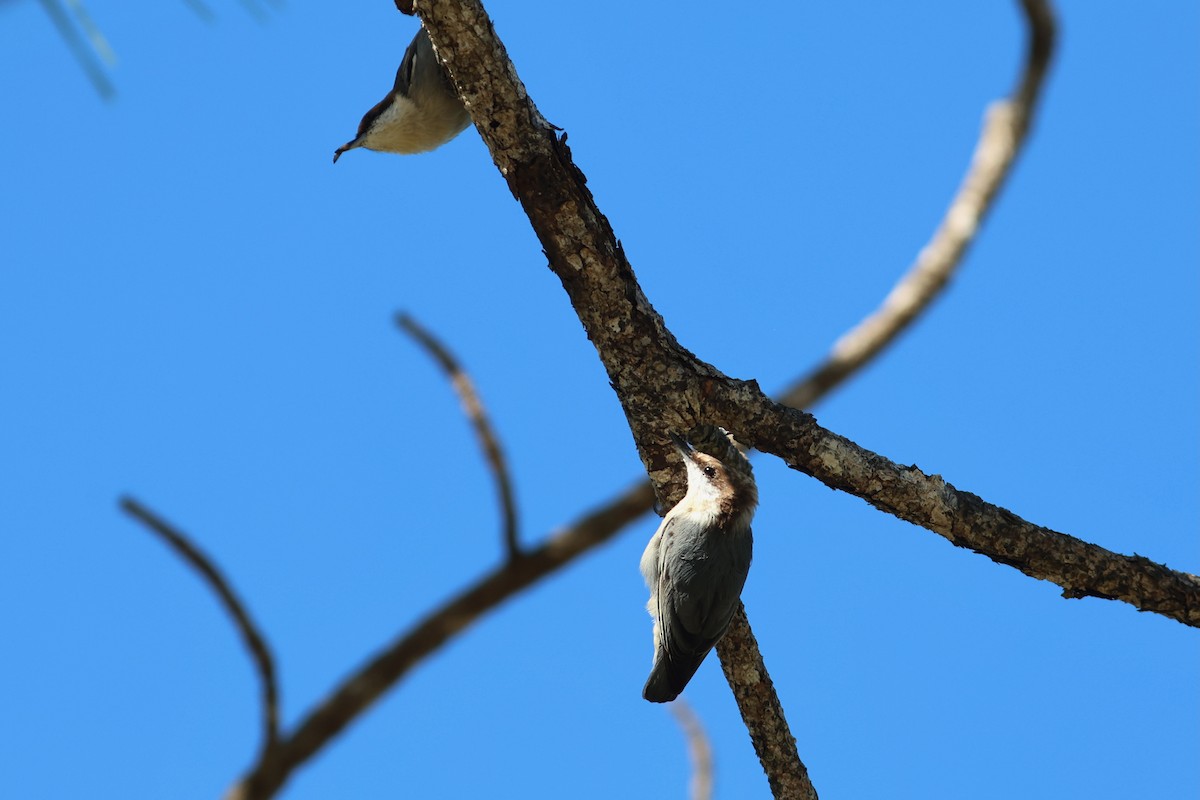 Brown-headed Nuthatch - ML643714625