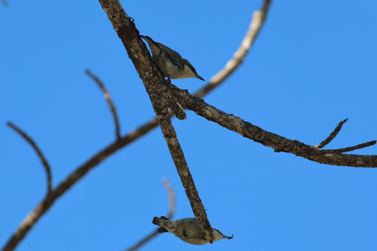 Brown-headed Nuthatch - ML643714626