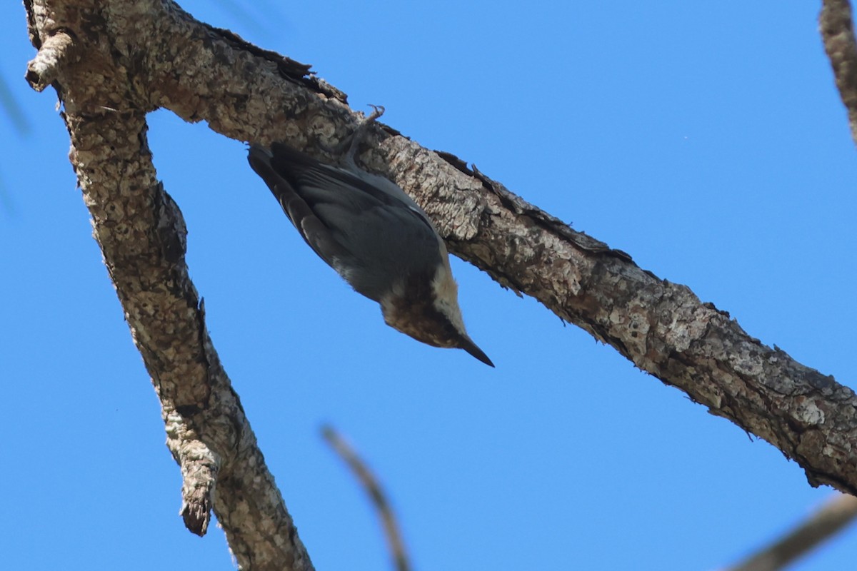 Brown-headed Nuthatch - ML643714640