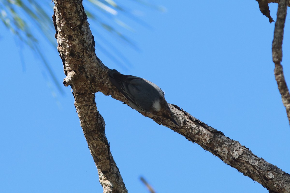 Brown-headed Nuthatch - ML643714641
