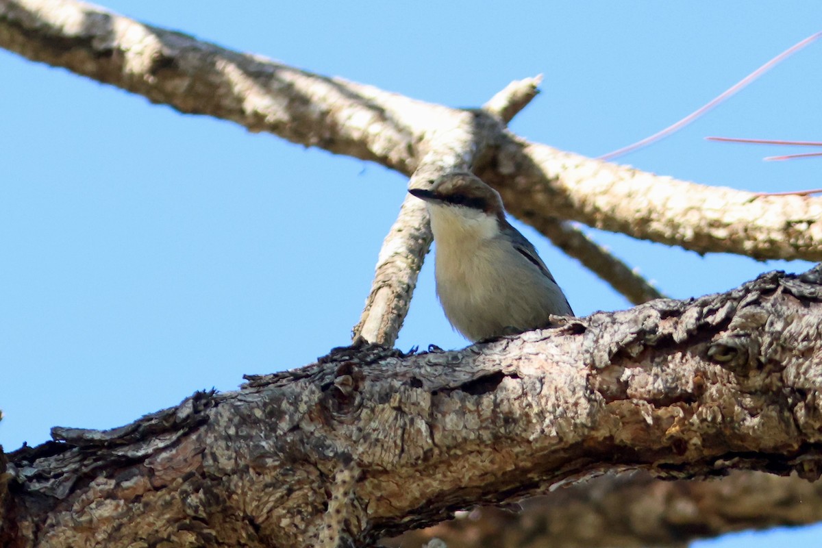 Brown-headed Nuthatch - ML643714642