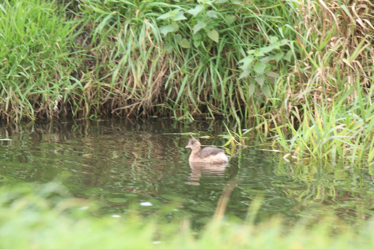 Little Grebe - ML643714651