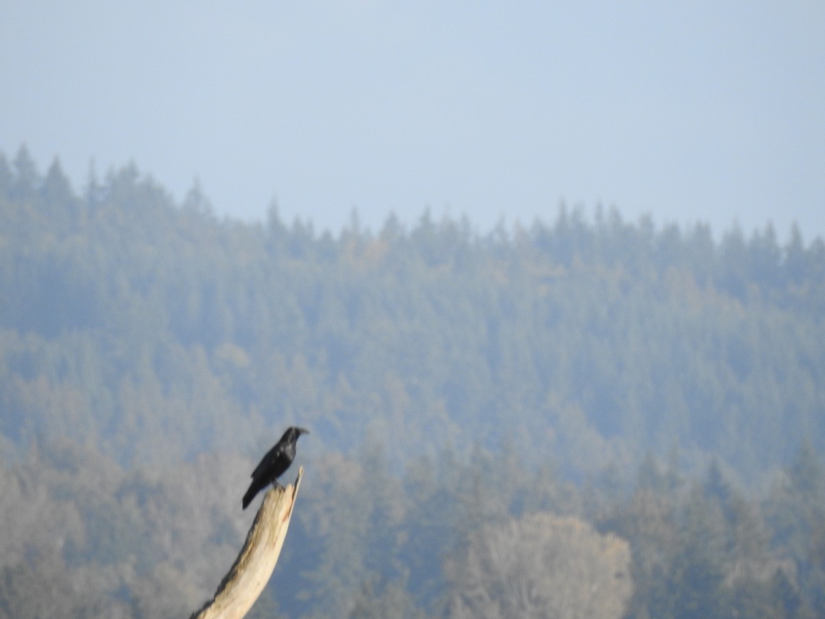 Common Raven - ML643714653