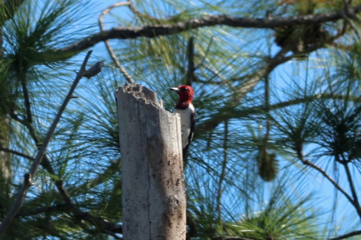Red-headed Woodpecker - ML643714655