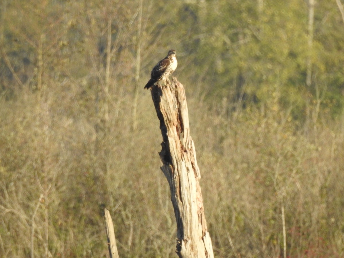 Red-tailed Hawk - ML643714663