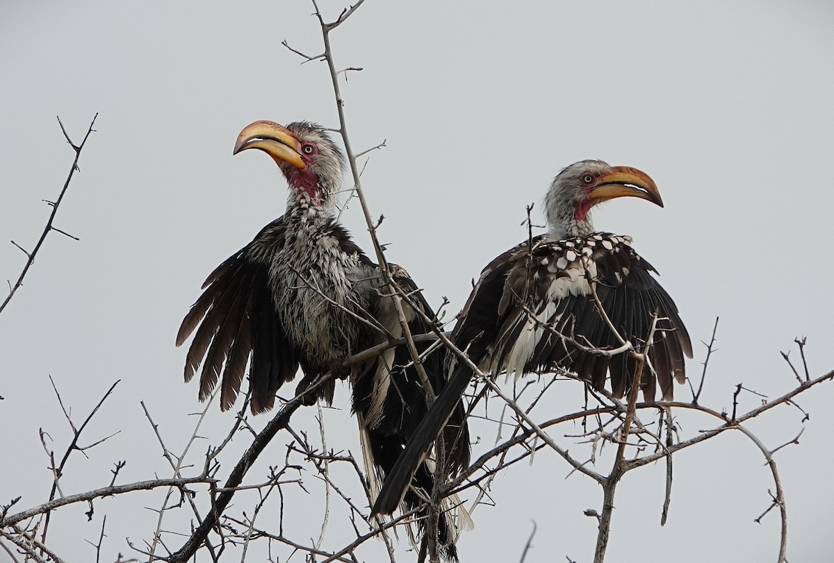Southern Yellow-billed Hornbill - ML643714668