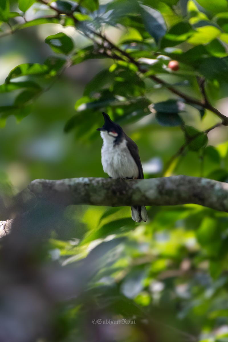 Red-whiskered Bulbul - ML643714670