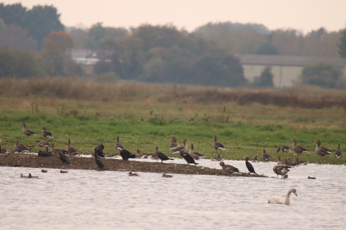 Great Cormorant - ML643714675