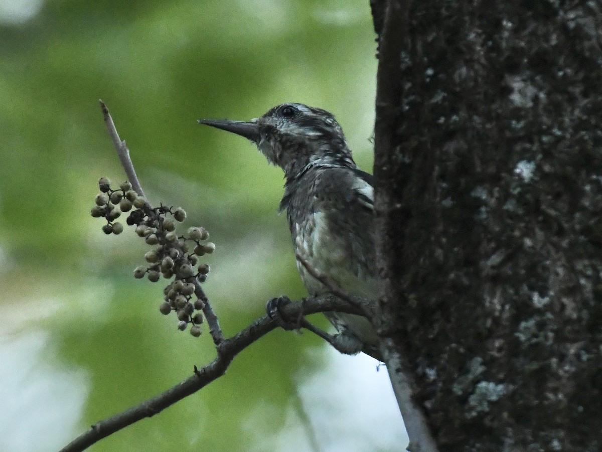 Pic maculé - ML643714680