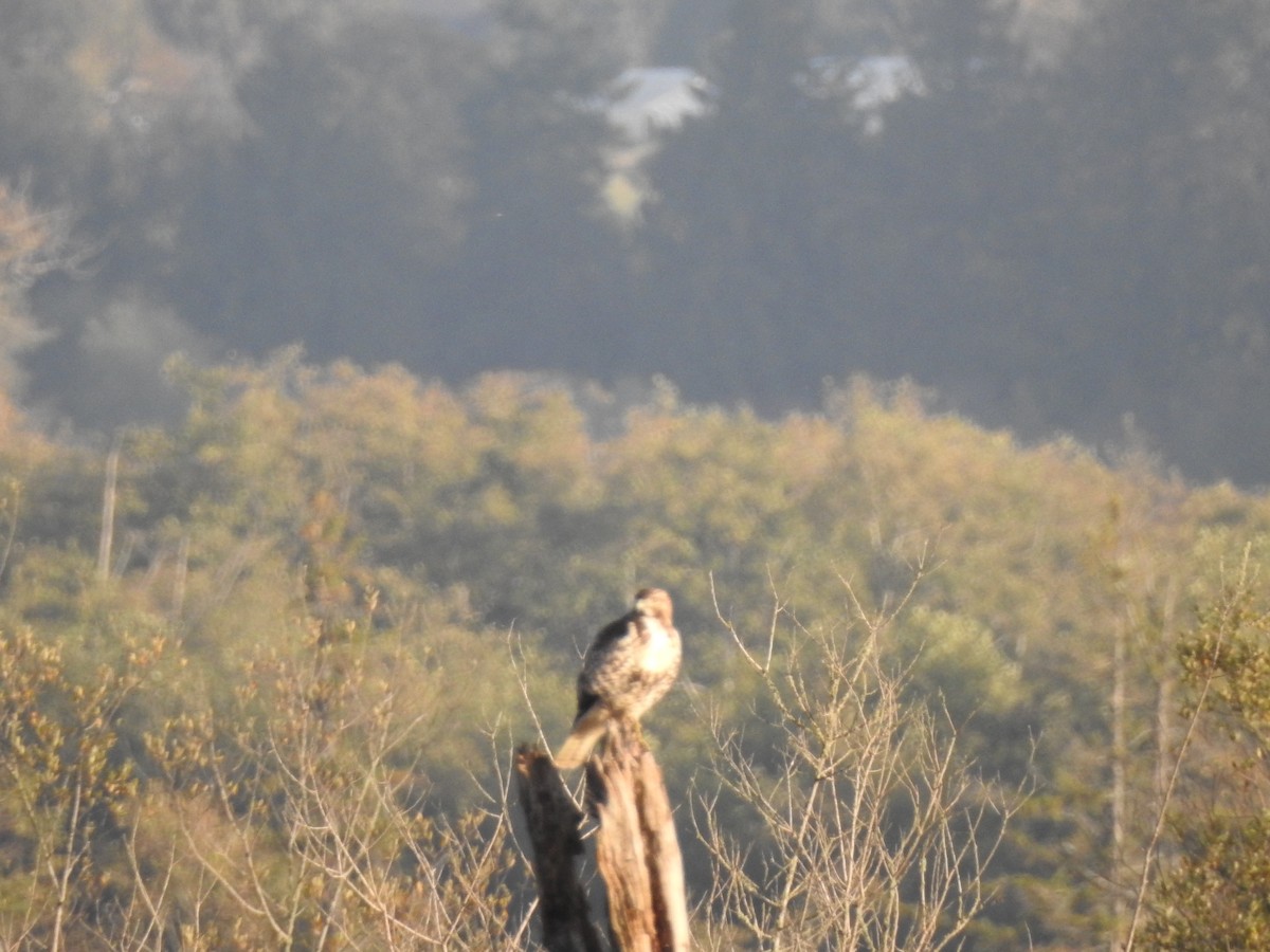 Red-tailed Hawk - ML643714688