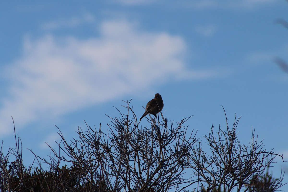 Cedar Waxwing - ML643714690