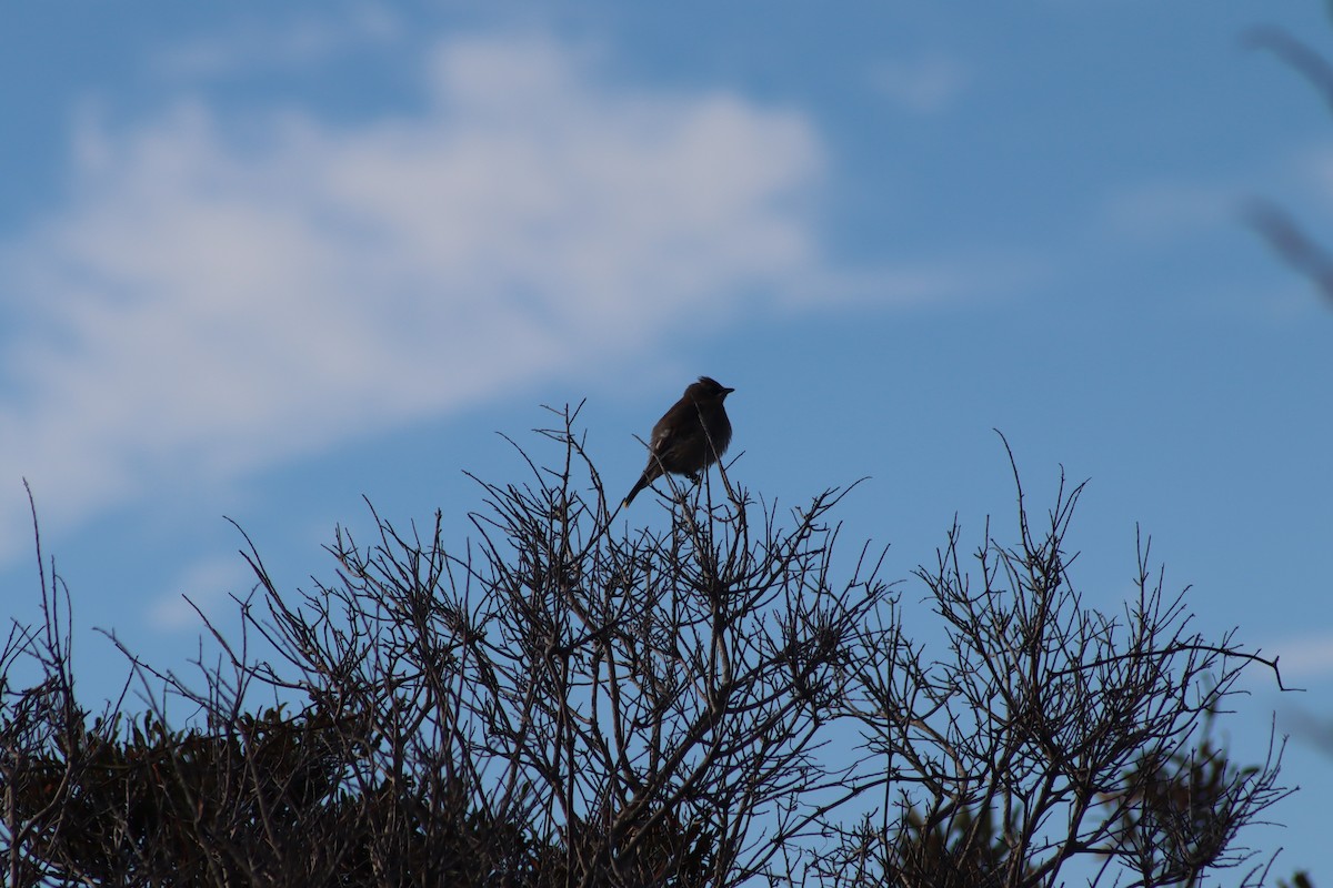 Cedar Waxwing - ML643714691