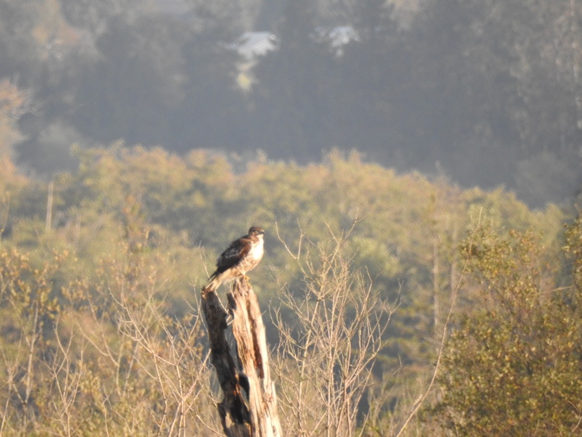 Red-tailed Hawk - ML643714707