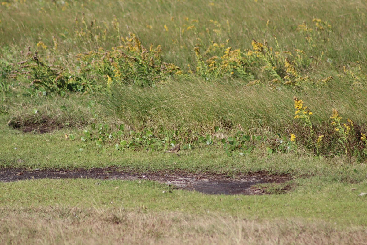 American Pipit - ML643714714