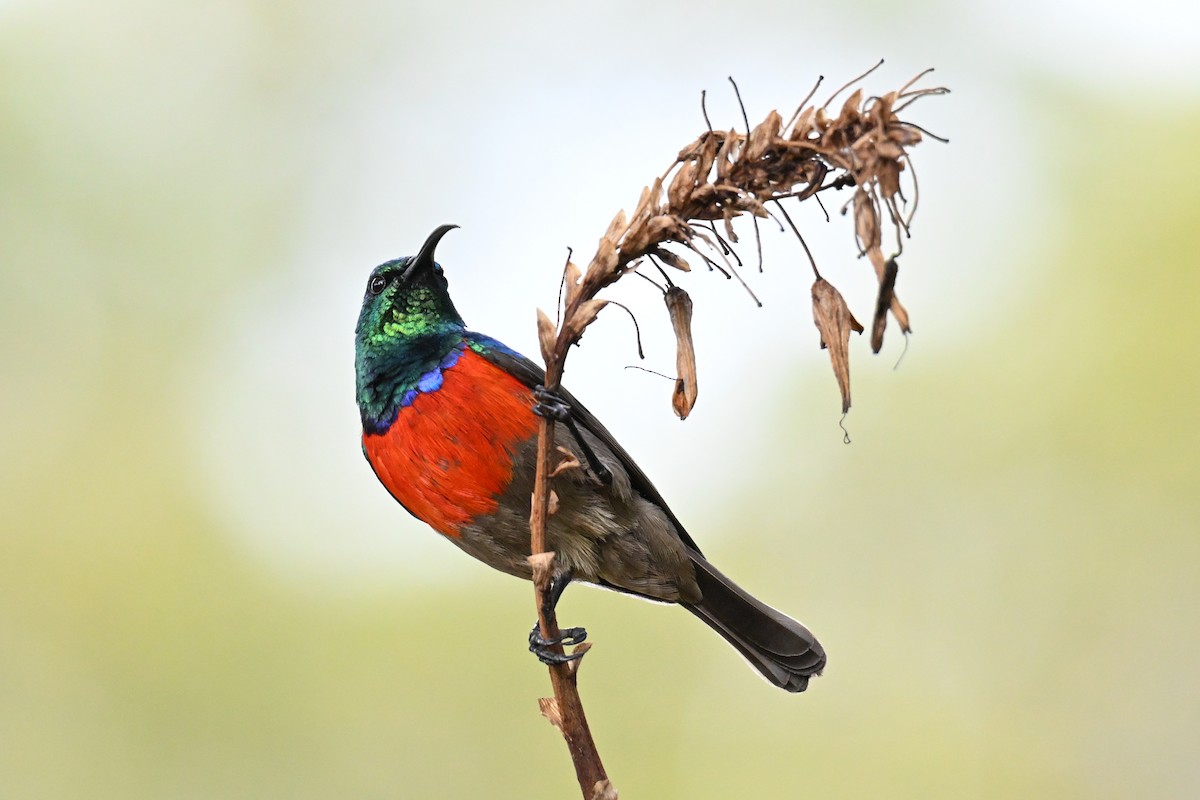 Greater Double-collared Sunbird - ML643714723