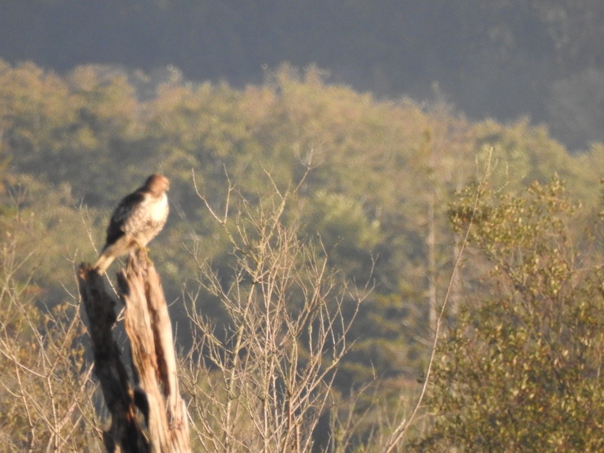 Red-tailed Hawk - ML643714726