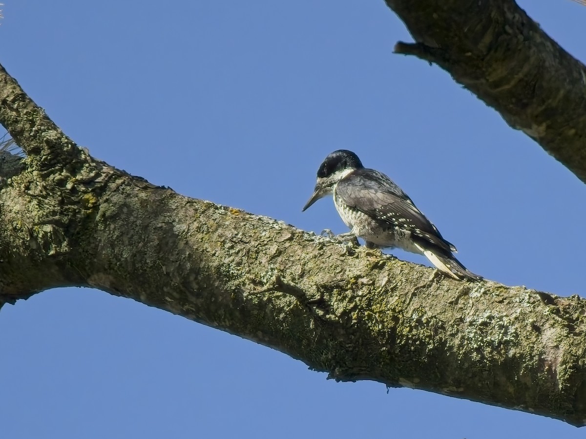 Black-backed Woodpecker - ML643714731