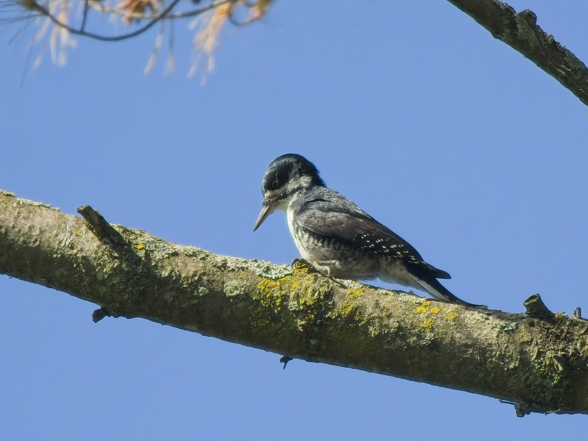 Black-backed Woodpecker - ML643714732