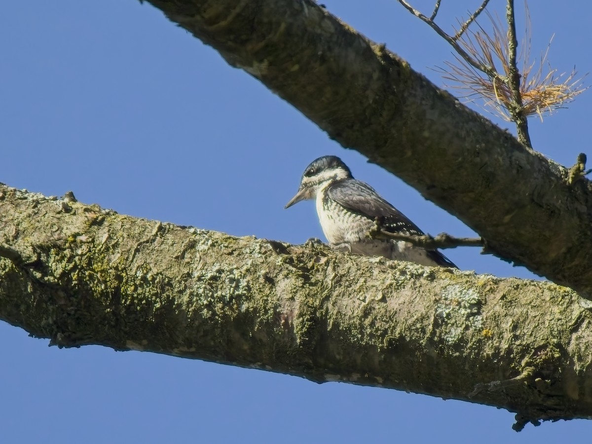 Black-backed Woodpecker - ML643714733