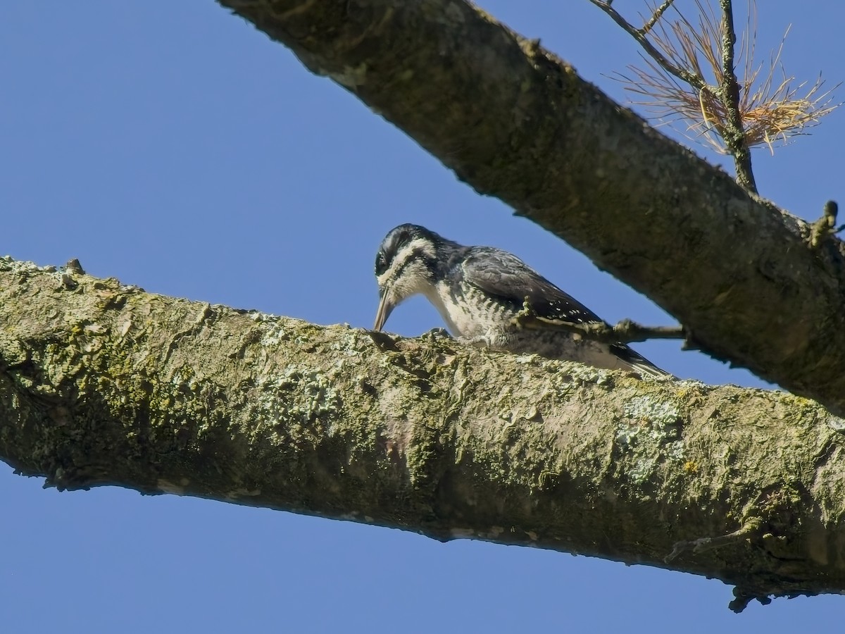 Black-backed Woodpecker - ML643714734